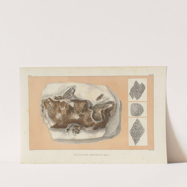 Recherches sur les poissons fossiles Pl.235 by Louis Agassiz