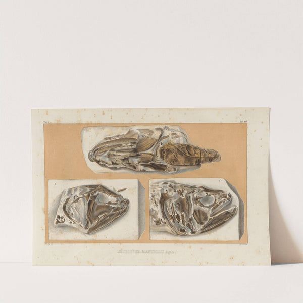 Recherches sur les poissons fossiles Pl.237 by Louis Agassiz