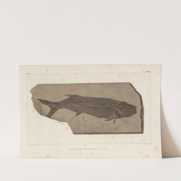 Recherches sur les poissons fossiles Pl.238 by Louis Agassiz