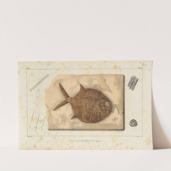 Recherches sur les poissons fossiles Pl.241 by Louis Agassiz