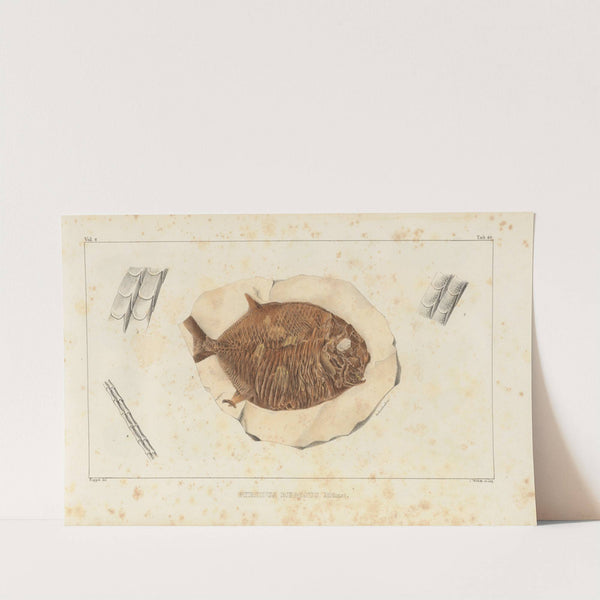 Recherches sur les poissons fossiles Pl.242 by Louis Agassiz