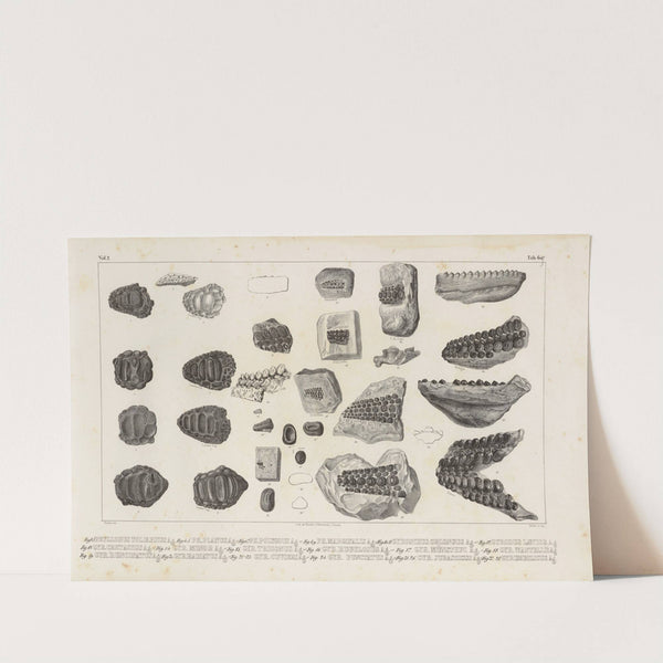 Recherches sur les poissons fossiles Pl.243 by Louis Agassiz