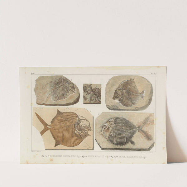 Recherches sur les poissons fossiles Pl.245 by Louis Agassiz