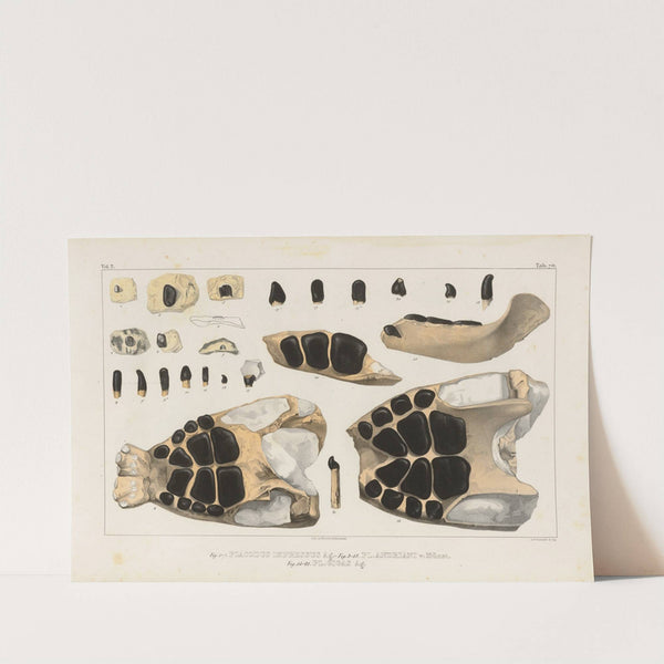 Recherches sur les poissons fossiles Pl.246 by Louis Agassiz