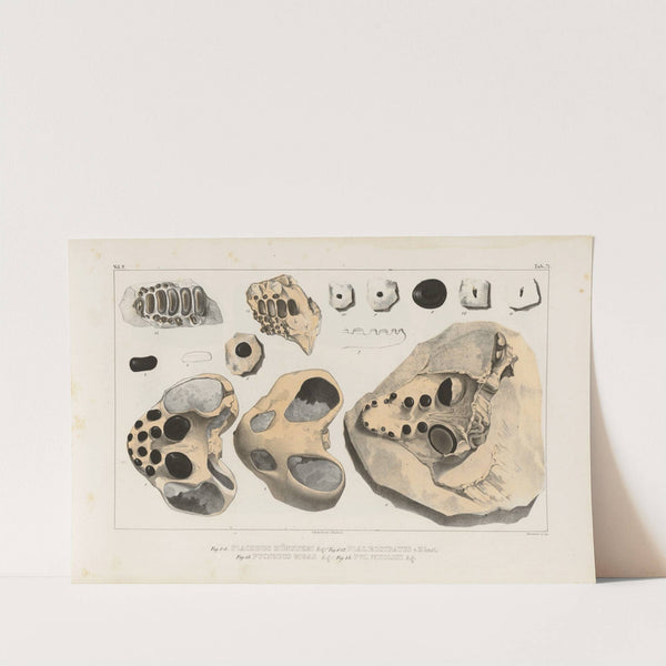 Recherches sur les poissons fossiles Pl.247 by Louis Agassiz