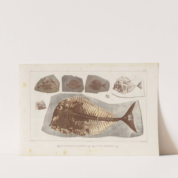 Recherches sur les poissons fossiles Pl.248 by Louis Agassiz