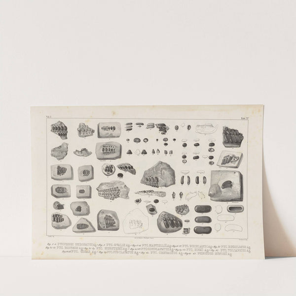 Recherches sur les poissons fossiles Pl.249 by Louis Agassiz