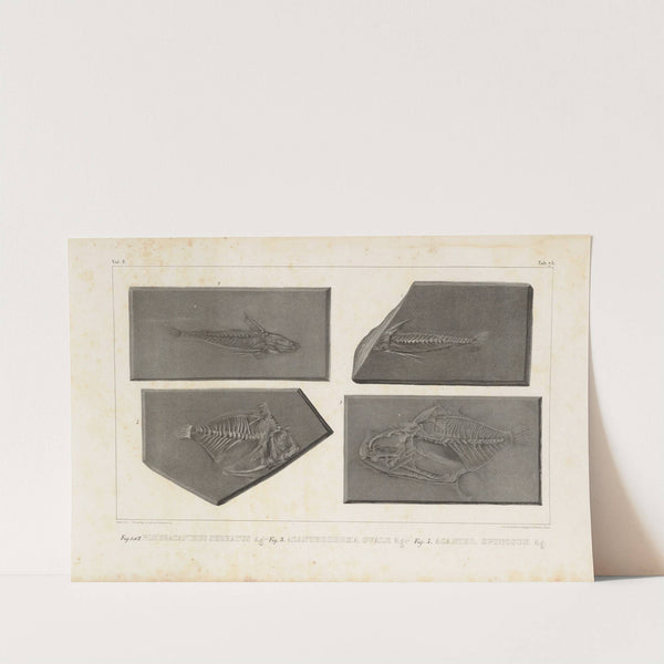 Recherches sur les poissons fossiles Pl.252 by Louis Agassiz