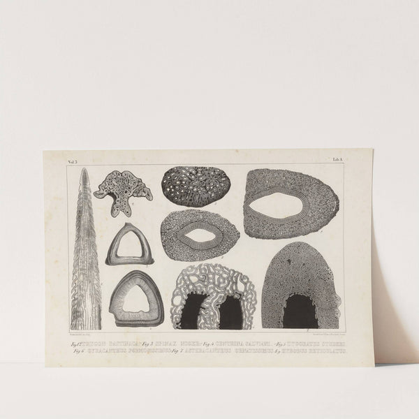 Recherches sur les poissons fossiles Pl.253 by Louis Agassiz