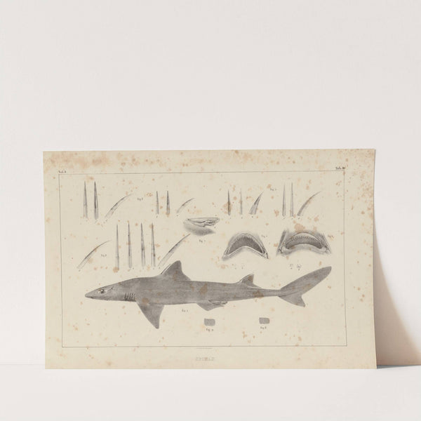 Recherches sur les poissons fossiles Pl.254 by Louis Agassiz