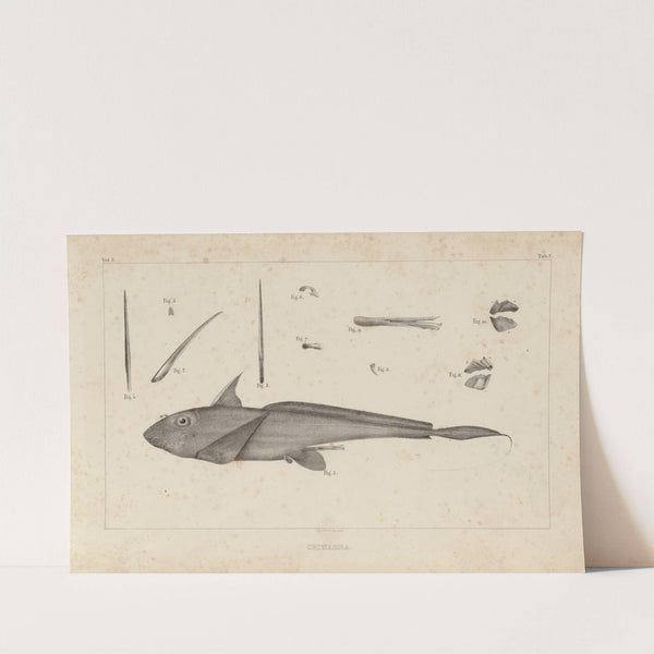 Recherches sur les poissons fossiles Pl.255 by Louis Agassiz