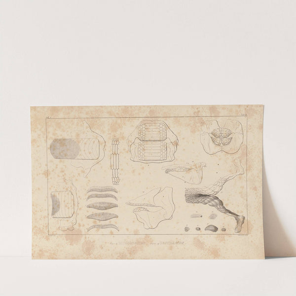 Recherches sur les poissons fossiles Pl.256 by Louis Agassiz