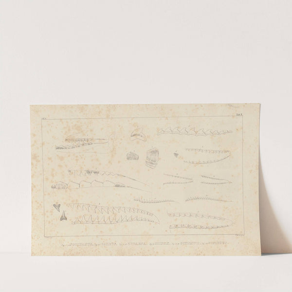 Recherches sur les poissons fossiles Pl.257 by Louis Agassiz