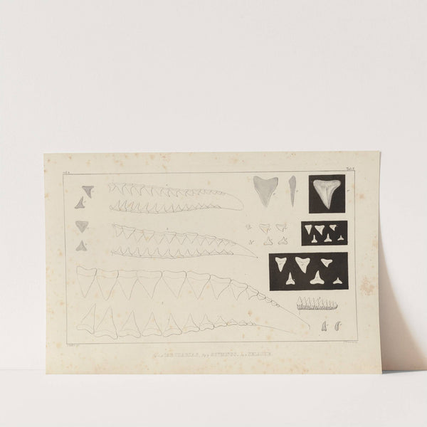 Recherches sur les poissons fossiles Pl.258 by Louis Agassiz