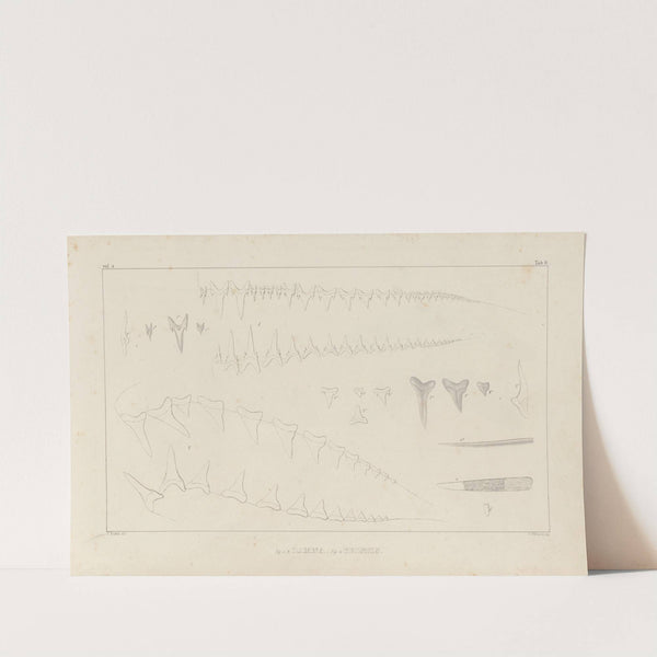 Recherches sur les poissons fossiles Pl.259 by Louis Agassiz