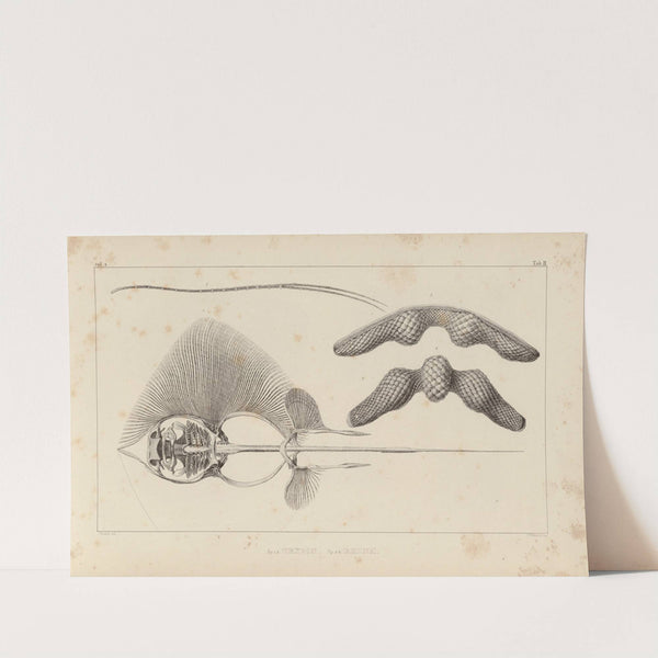 Recherches sur les poissons fossiles Pl.260 by Louis Agassiz