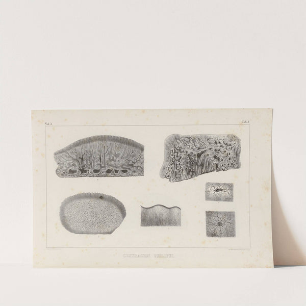 Recherches sur les poissons fossiles Pl.261 by Louis Agassiz