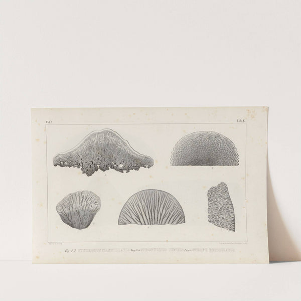 Recherches sur les poissons fossiles Pl.262 by Louis Agassiz