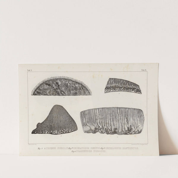 Recherches sur les poissons fossiles Pl.263 by Louis Agassiz