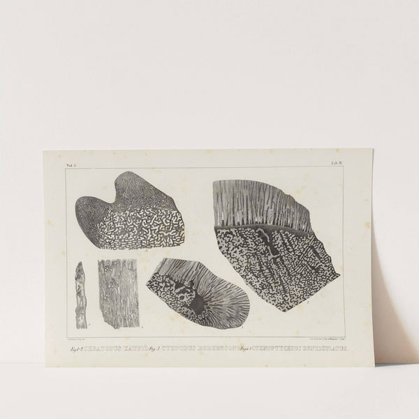 Recherches sur les poissons fossiles Pl.264 by Louis Agassiz