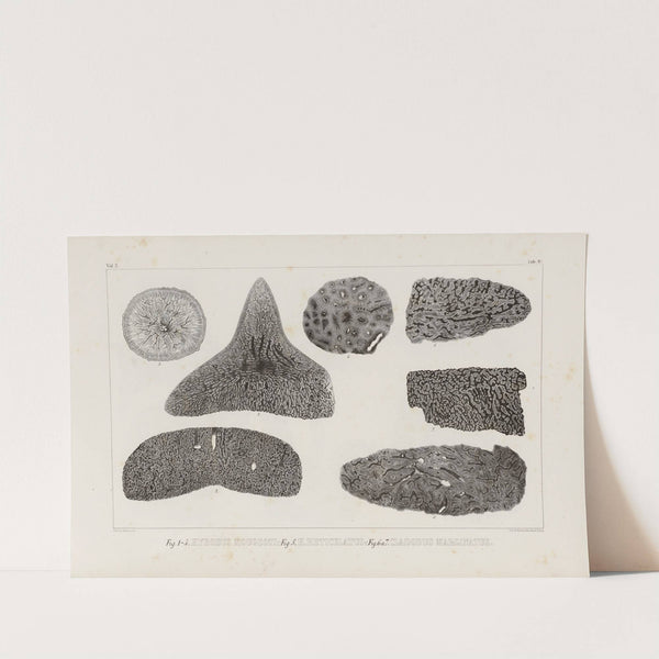 Recherches sur les poissons fossiles Pl.265 by Louis Agassiz