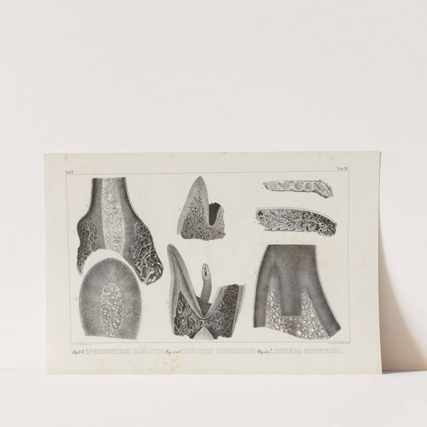 Recherches sur les poissons fossiles Pl.266 by Louis Agassiz