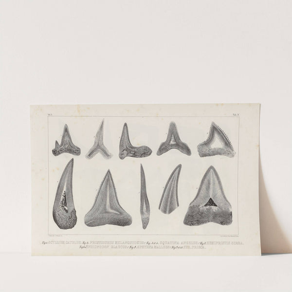 Recherches sur les poissons fossiles Pl.267 by Louis Agassiz