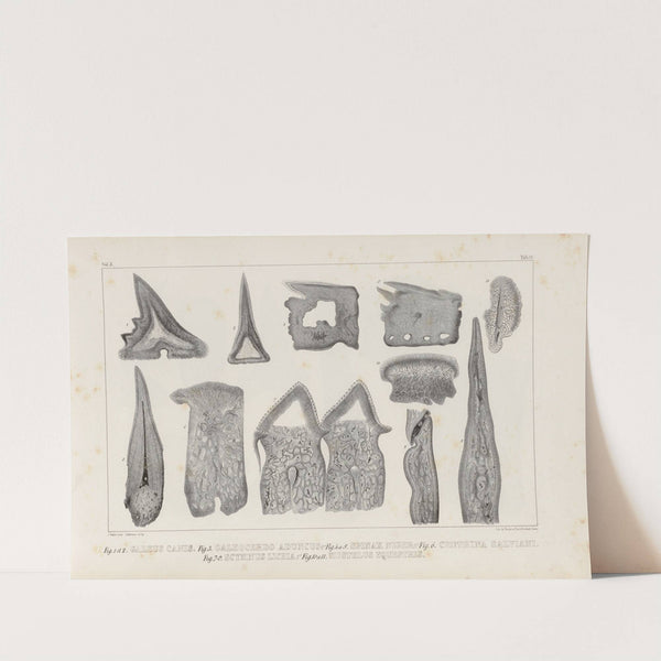 Recherches sur les poissons fossiles Pl.268 by Louis Agassiz