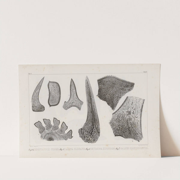 Recherches sur les poissons fossiles Pl.269 by Louis Agassiz