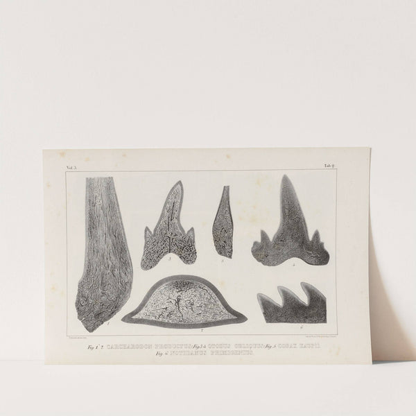 Recherches sur les poissons fossiles Pl.270 by Louis Agassiz