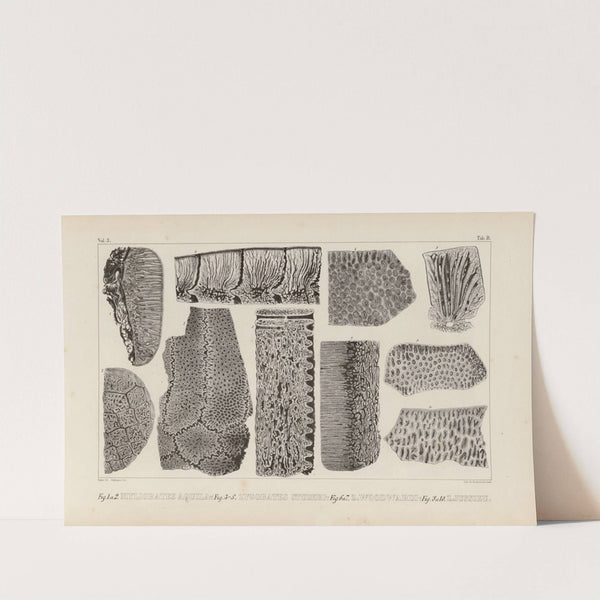 Recherches sur les poissons fossiles Pl.271 by Louis Agassiz