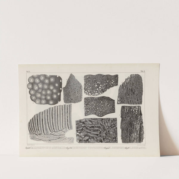 Recherches sur les poissons fossiles Pl.272 by Louis Agassiz