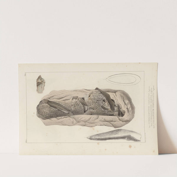 Recherches sur les poissons fossiles Pl.275 by Louis Agassiz