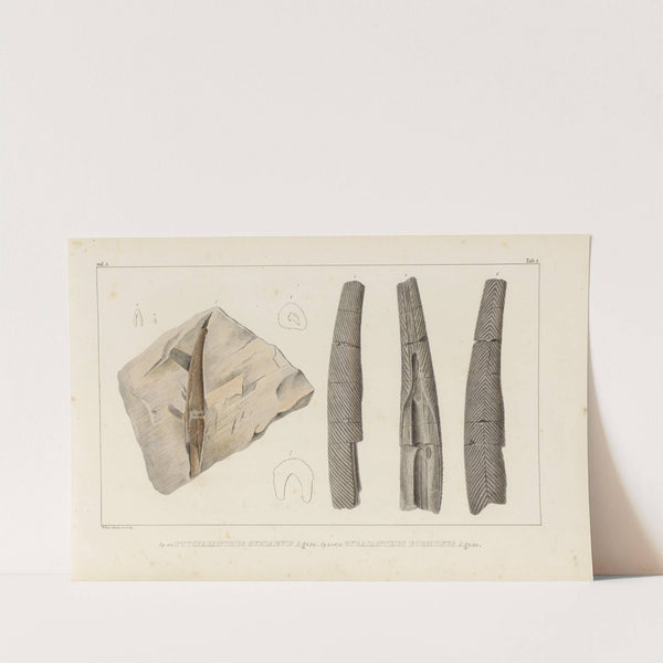 Recherches sur les poissons fossiles Pl.278 by Louis Agassiz