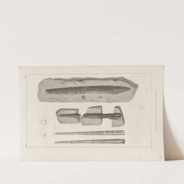 Recherches sur les poissons fossiles Pl.279 by Louis Agassiz