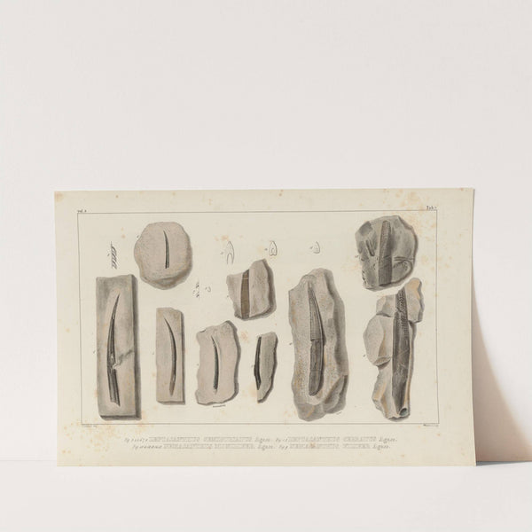 Recherches sur les poissons fossiles Pl.280 by Louis Agassiz