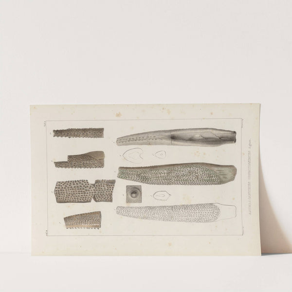 Recherches sur les poissons fossiles Pl.281 by Louis Agassiz