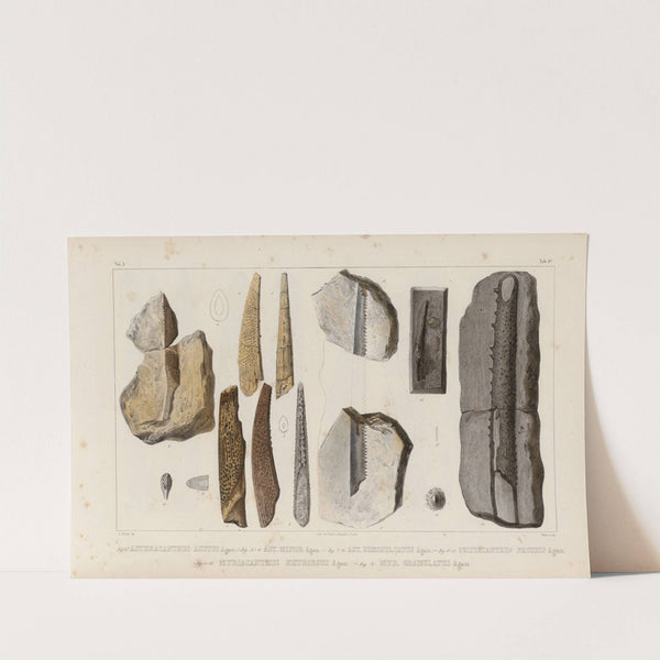 Recherches sur les poissons fossiles Pl.282 by Louis Agassiz