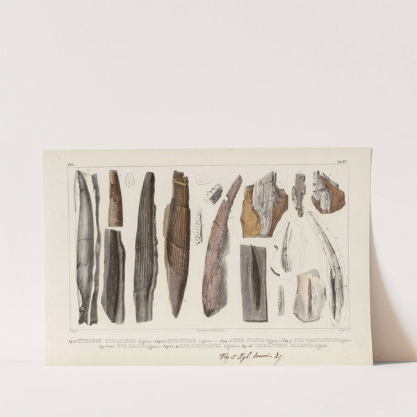 Recherches sur les poissons fossiles Pl.283 by Louis Agassiz