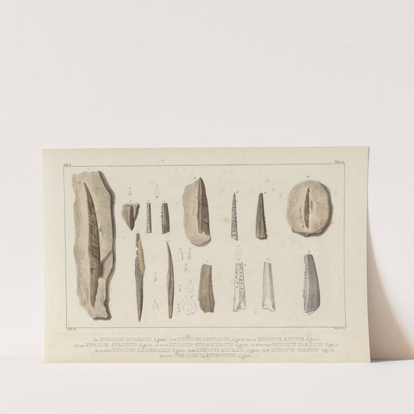 Recherches sur les poissons fossiles Pl.285 by Louis Agassiz