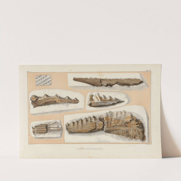 Recherches sur les poissons fossiles Pl.286 by Louis Agassiz