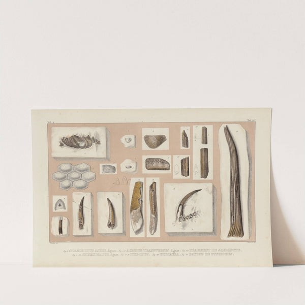 Recherches sur les poissons fossiles Pl.287 by Louis Agassiz