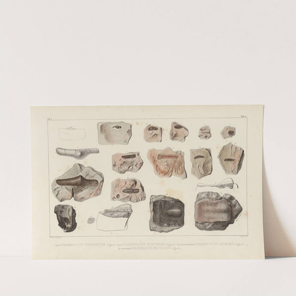 Recherches sur les poissons fossiles Pl.289 by Louis Agassiz