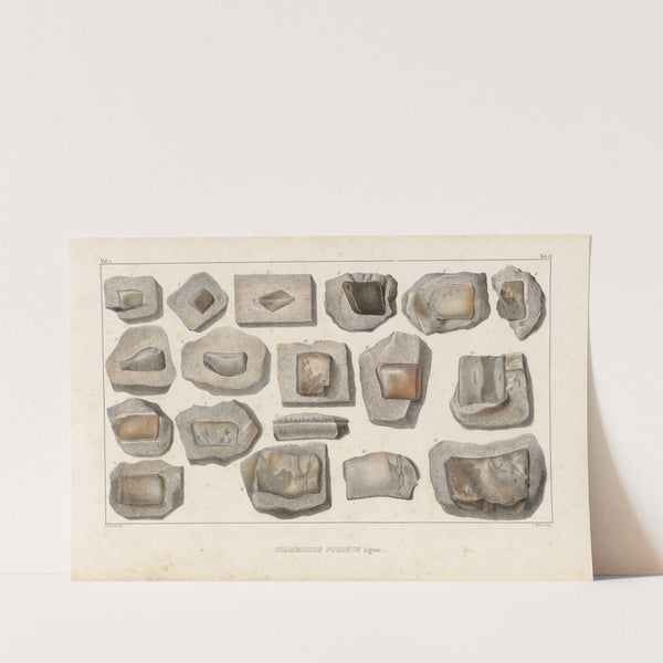 Recherches sur les poissons fossiles Pl.290 by Louis Agassiz