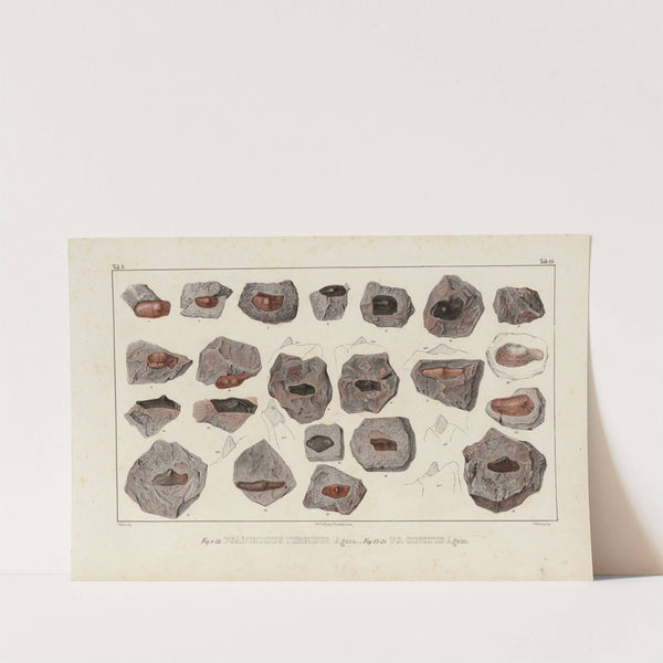 Recherches sur les poissons fossiles Pl.292 by Louis Agassiz