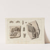 Recherches sur les poissons fossiles Pl.293 by Louis Agassiz