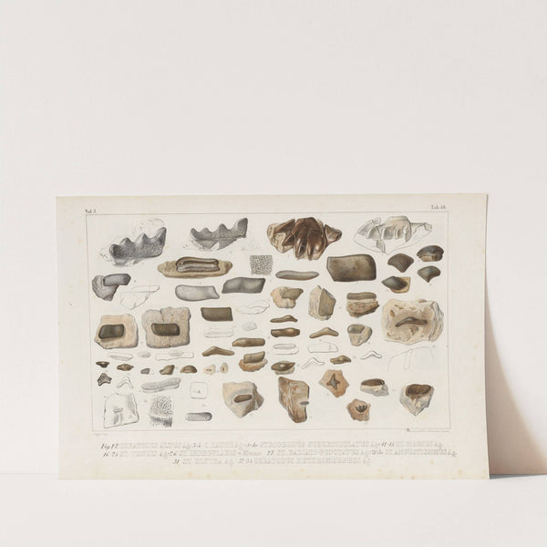 Recherches sur les poissons fossiles Pl.295 by Louis Agassiz