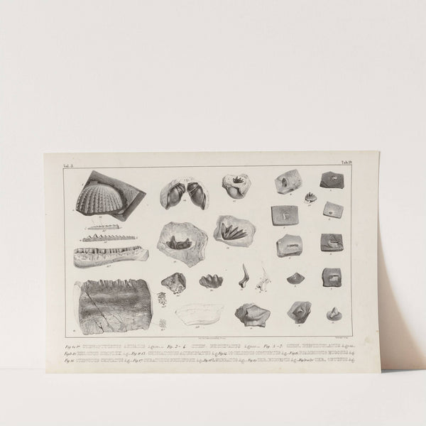 Recherches sur les poissons fossiles Pl.296 by Louis Agassiz