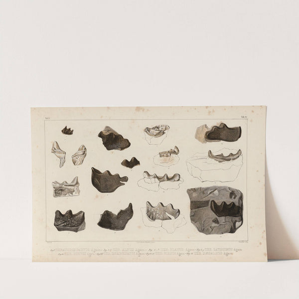 Recherches sur les poissons fossiles Pl.297 by Louis Agassiz