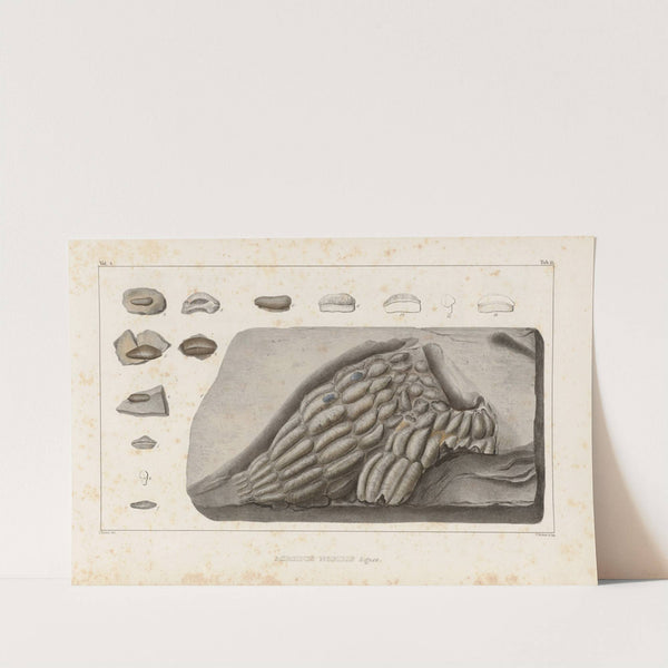 Recherches sur les poissons fossiles Pl.298 by Louis Agassiz